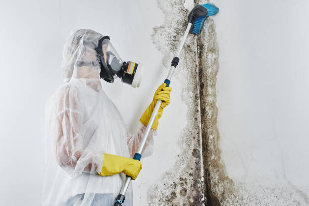 Best Mold Damage Repair  in Mahtomedi, MN