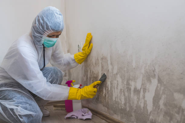 Mold Removal Process in Mahtomedi, MN