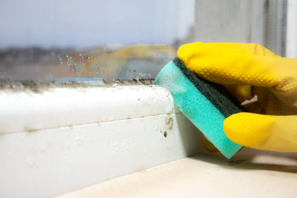 Best Attic Mold Removal  in Mahtomedi, MN