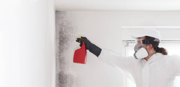 Best Mold Removal Company Near Me  in Mahtomedi, MN