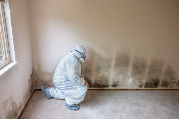 Best Professional Mold Removal  in Mahtomedi, MN