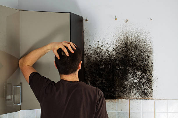 Attic Mold Removal in Mahtomedi, MN
