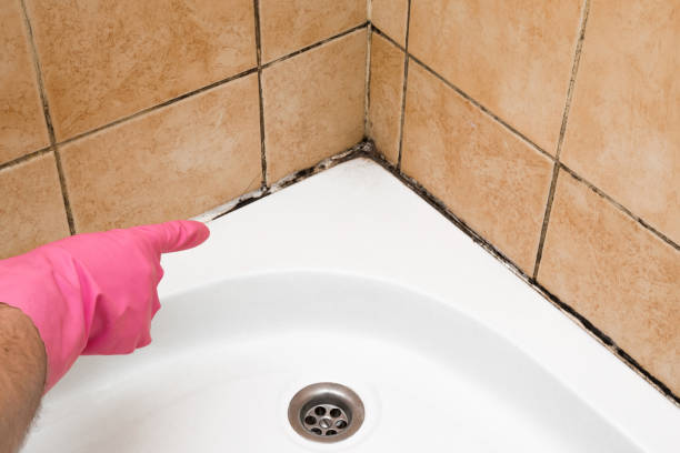 Best Crawl Space Mold Removal  in Mahtomedi, MN